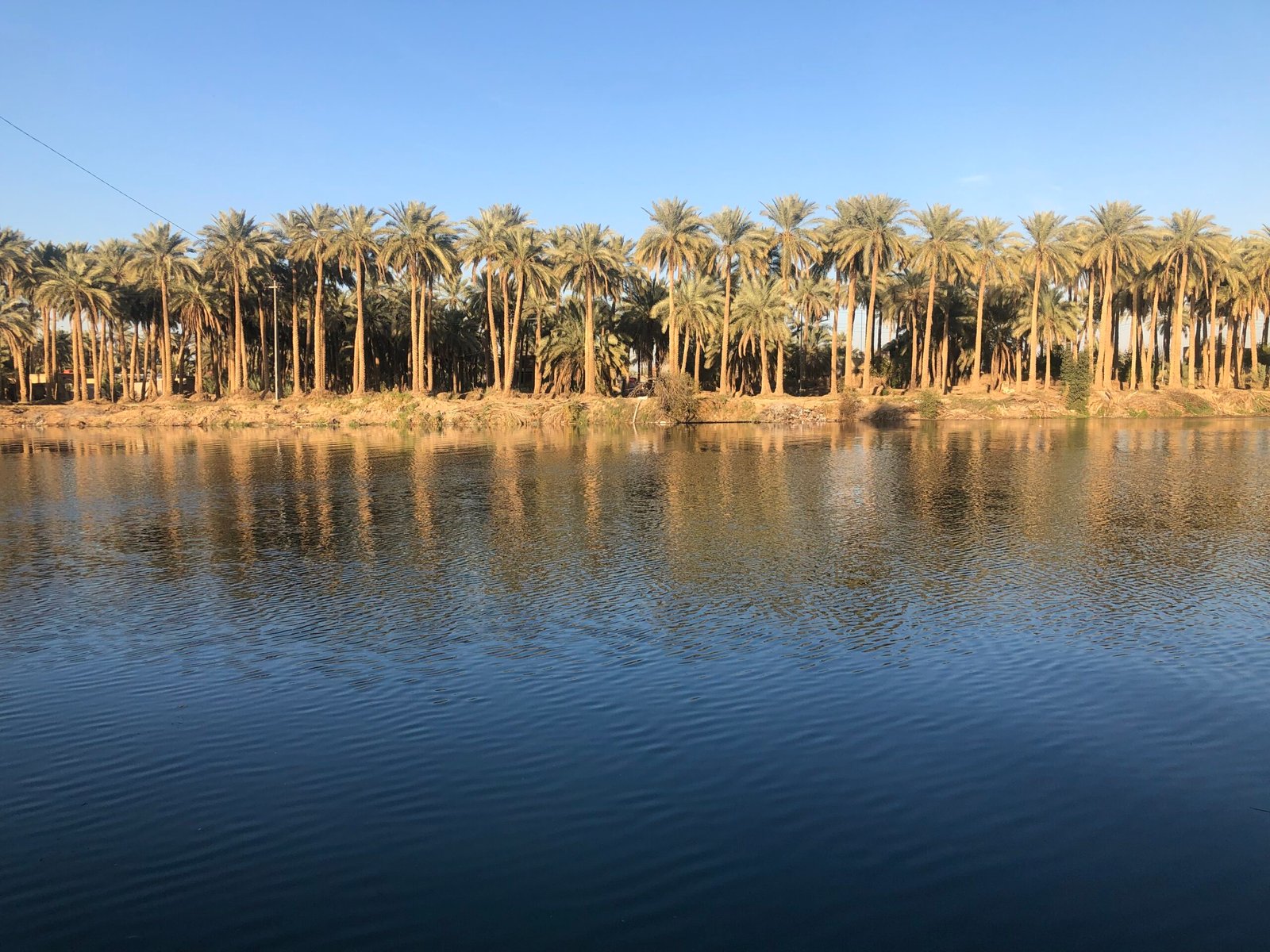 اطلالة اشجار النخيل على مياه الفرات